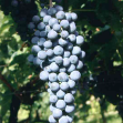 Produzione viticola integrata in Alto Adige. (immagine tratta dalla pubblicazione PAT - La tutela della vitivinicoltura in Trentino)