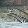 Gruppo di cormorani, immagine tratta dalla pubblicazione PAT, Relazione sull'attività svolta dal Servizio Foreste e Fauna 2012
