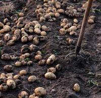 Quante patate si coltivano in Trentino