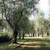Piante di olivi, immagine tratta dalla pubblicazione Terratrentina n.1_2016