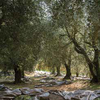 Rami di olivo per la domenica delle palme. (immagine tratta dalla pubblicazione PAT - Terra Trentina n. 4_2017