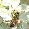 Regine di api fecondate da fuchi di razza carnica.(immagine tratta dalla pubblicazione PAT Terra Trentina aprile 2014)
