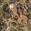 Scendono a terra le larve di processionaria. (Larve di Processionaria Thaumetopoea pityocampa, immagine tratta dalla rivista PAT rapporto Foreste e Fauna 2007)