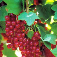 Ribes rosso, immagine tratta dall'opuscolo PAT - agricoltura biologica in Trentino