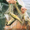 Pesca di salmerini con rete, immagine tratta dalla rivista Terra Trentina n. 4_2002