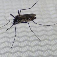 Sono in arrivo nuove specie di zanzara.