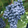 Uva Teroldego, immagine tratta dalla pubblicazione PAT "La tutela della vitivinicoltura in Trentino"