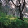 Olivi, immagine tratta dall'opuscolo PAT agricoltura biologica 2009
