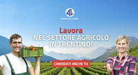 Trentino, il settore agricolo assume