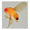 Esemplare di Drosophila, immagine tratta dalla pubblicazione Terratrentina maggio_giugno 2013