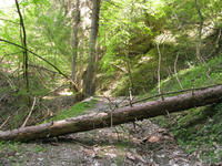 Utilizzo del legname schiantato o danneggiato dal bostrico: a fronte del cambiamento di scenario la Giunta approva nuove misure di sostegno