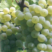 Uva Manzoni bianco, immagine tratta dalla pubblicazione PAT, La tutela della vitivinicoltura in Trentino