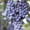 Uva Rebo, immagine tratta dalla pubblicazione PAT "La tutela della vitivinicoltura in Trentino"