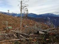 Vaia, 1,2 milioni di contributi per il ripristino delle foreste colpite