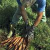 Val di Gresta: servono carote bio