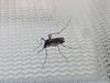 Aedes albopictus, zanzara tigre, immagine tratta dal comunicato stampa APT n. 2490 di data 24 novembre 2016