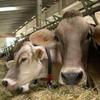 Vitelloni e vacche da carne: prezzi in aumento