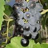 Vivai di Padergnone: innesti di vitigni a frutto rosso. (© foto n.e. PAT)