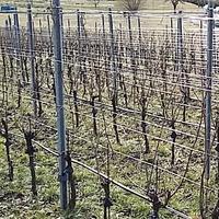 Vivai viticoli trentini nel Veneto.