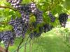 Vivaismo viticolo, approvato un bando da 600.000 euro - Impianto viticolo (Archivio Ufficio stampa PAT)