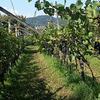 Vivaisti viticoli preparano gli innesti talea 2021. (foto n.e. - PAT)