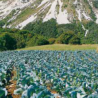 Campi coltivati Val di Gresta, immagine tratta dalla rivista Terra Trentina n. 3_2016