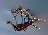 Zanzara tigre: il freddo ha ritardato il volo