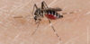 Zecche, zanzare e malattie trasmesse: la situazione in Trentino