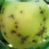 Danni da ticchiolatura su mela, immagine tratta dalla rivista Terra Trentina n. 2_2011